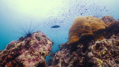 Brown and white fish underwater
